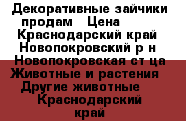 Декоративные зайчики продам › Цена ­ 300 - Краснодарский край, Новопокровский р-н, Новопокровская ст-ца Животные и растения » Другие животные   . Краснодарский край